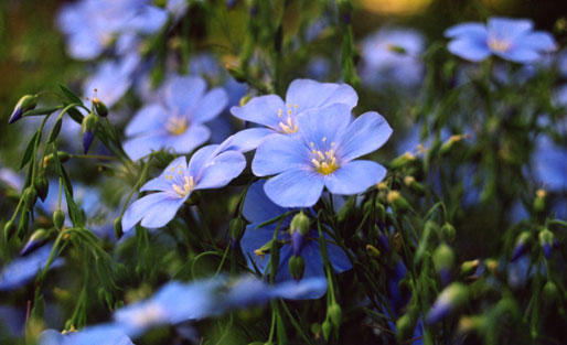 LINUM perenne