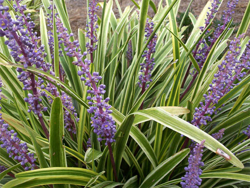 LIRIOPE muscari 'variegata'