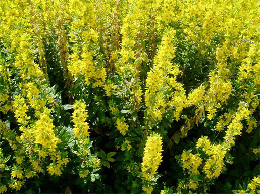 LYSIMACHIA punctata