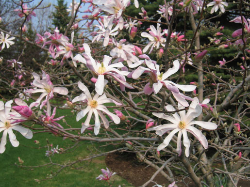 MAGNOLIA x loebneri 'Leonard Messel'