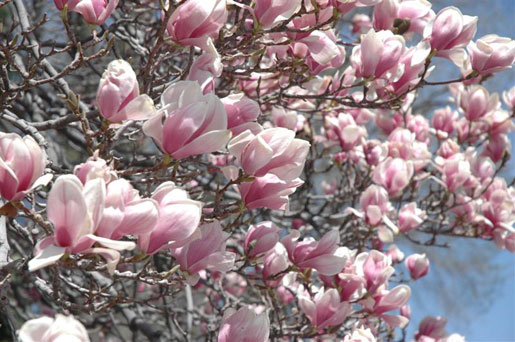 MAGNOLIA x soulangiana 'Etienne Soulange-Bodin'