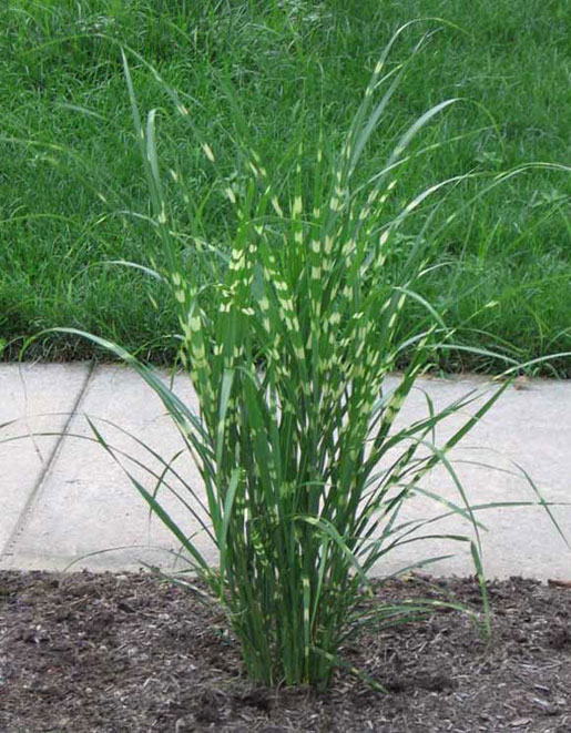 MISCANTHUS sinensis 'Zebrinus'