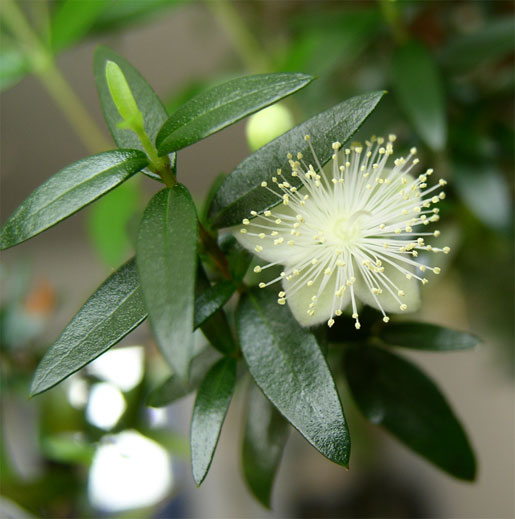 MYRTUS communis