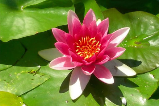 NYMPHAEA 'escarboucle'