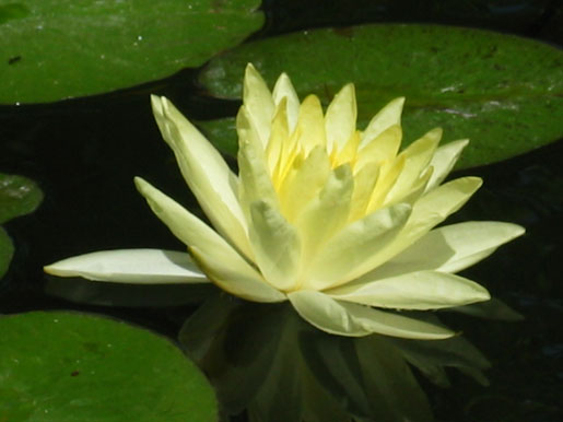 NYMPHAEA 'Sunrise'