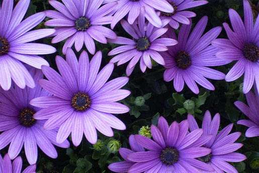 OSTEOSPERMUM ecklonis 'Malindi'