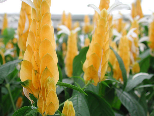 PACHYSTACHYS lutea