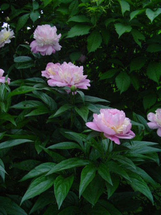 PAEONIA lactiflora 'Sarah Bernhardt'