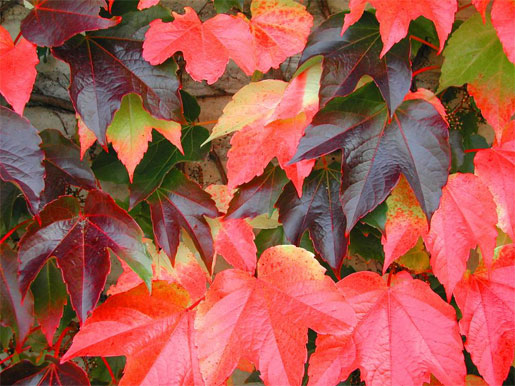 PARTHENOCISSUS tricuspidata