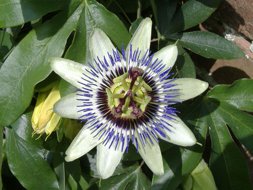 PASSIFLORA caerulea