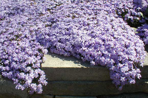 PHLOX subulata 'emerald cushion'