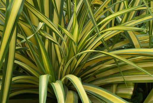 PHORMIUM tenax 'Yellow Wave'