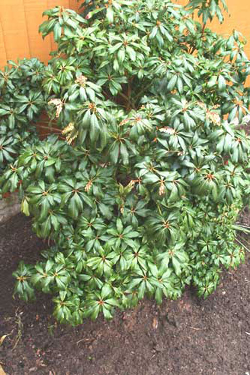 PIERIS japonica