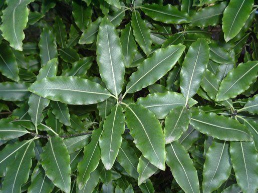 PITTOSPORUM eugenioides