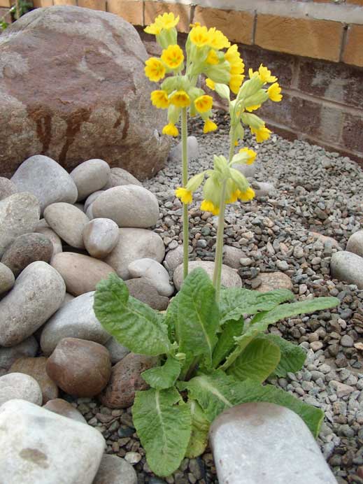 PRIMULA veris