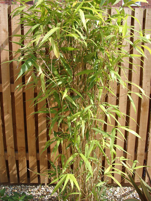 PSEUDOSASA japonica