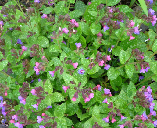 PULMONARIA saccharata