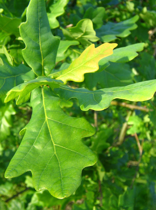 Landscape service - QUERCUS robur / (Pendunculate Oak, Common Oak)