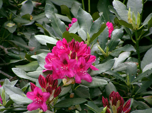 RHODODENDRON catawbiense 'Nova Zemblar'