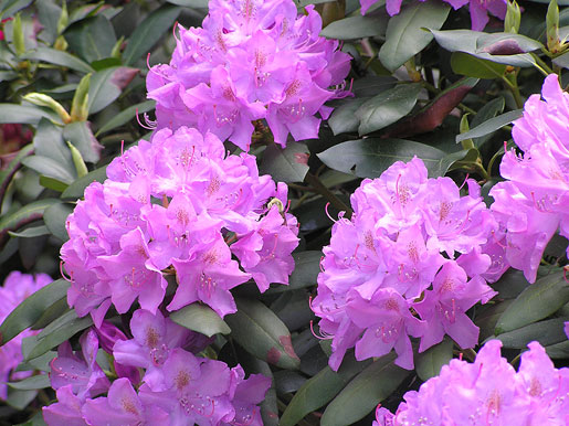 RHODODENDRON ponticum