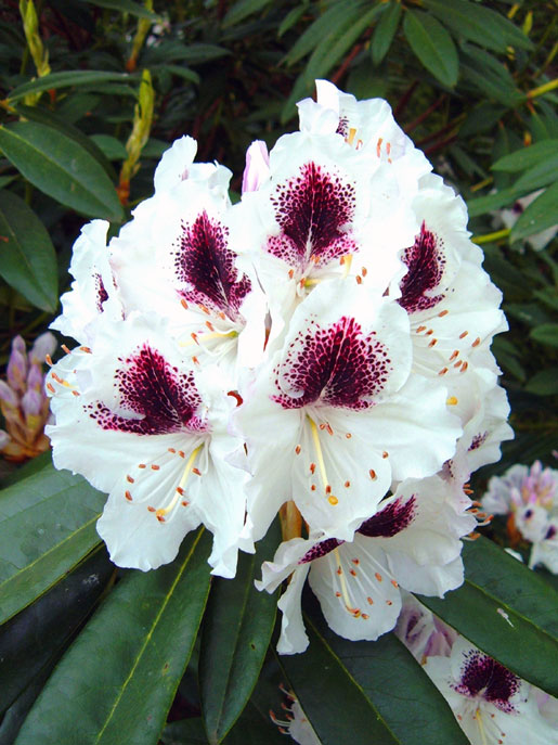 RHODODENDRON 'Sappho'