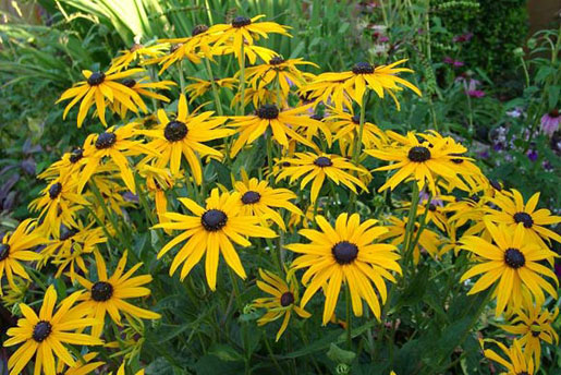 RUDBECKIA fulgida sullivantii 'Goldsturm'