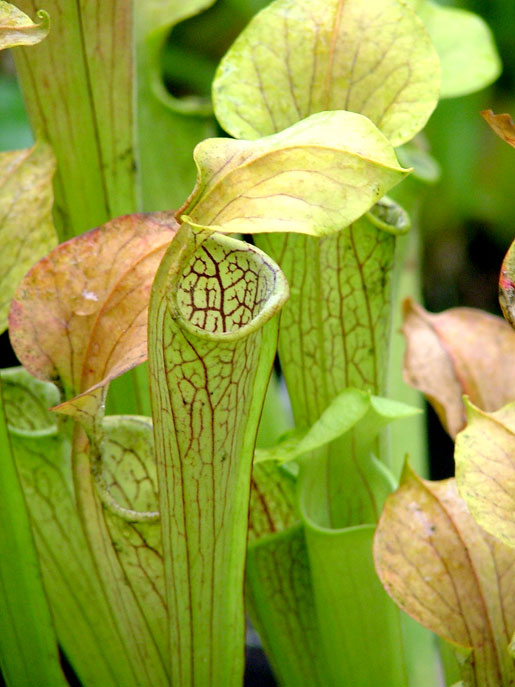 SARRACENIA rubra ssp.  wherryi