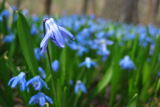 SCILLA siberica 'atrocoerulea'