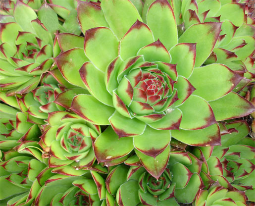 SEMPERVIVUM tectorum