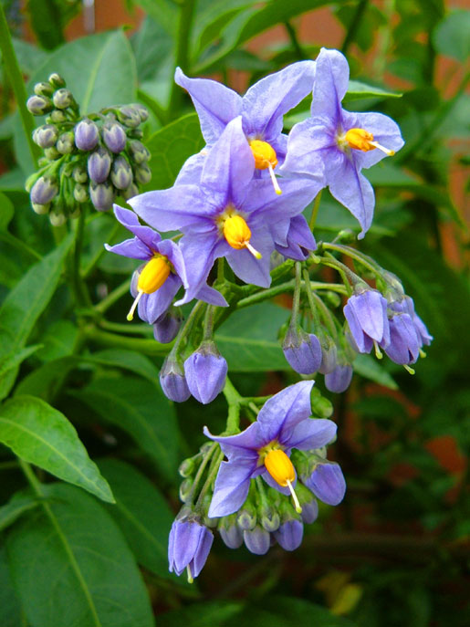 SOLANUM crispum 'Glasnevin'