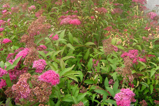 SPIRAEA japonica 'little princess'