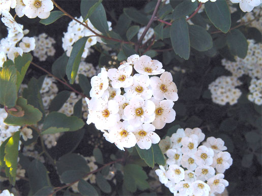 SPIRAEA x vanhouteii