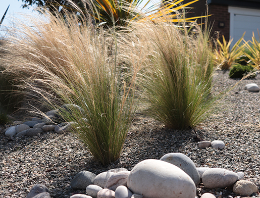 STIPA tenuissima 'Pony tails'