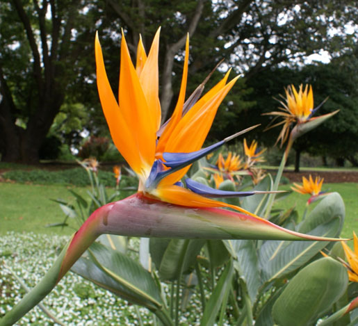 STRELITZIA reginae