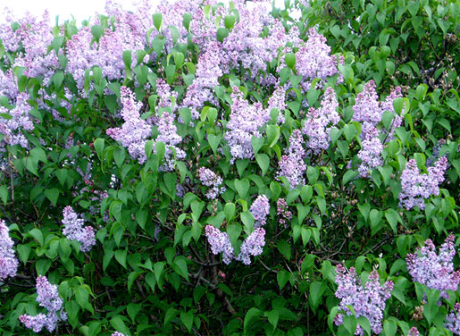 SYRINGA vulgaris 'President Grevy'