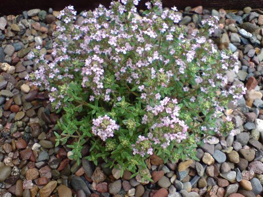 THYMUS serpyllum