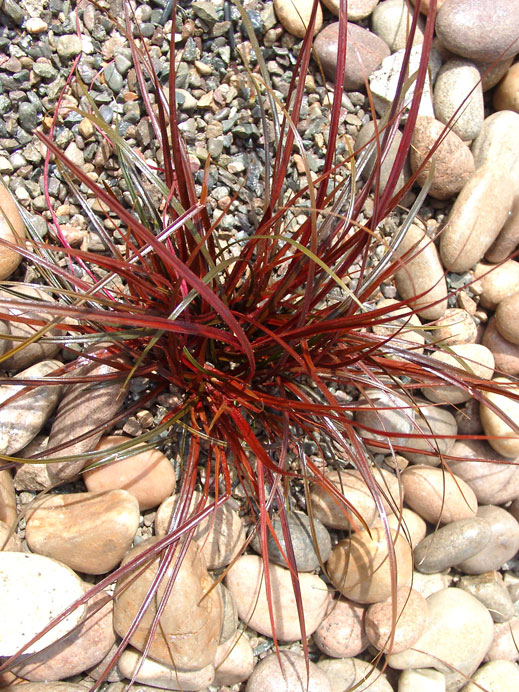 UNCINIA uncinata 'rubra'