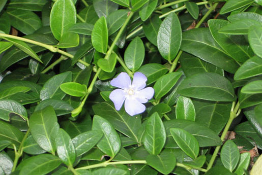 VINCA minor