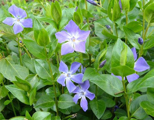 VINCA major