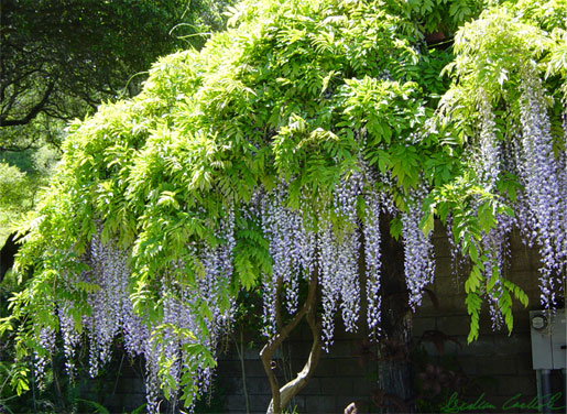 WISTERIA floribunda