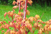 ACER palmatum 'Higasa yama'