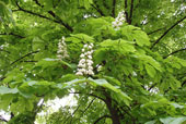 AESCULUS hippocastanum