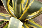 AGAVE americanum 'Variegata'