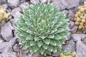 AGAVE victoriae-reginae