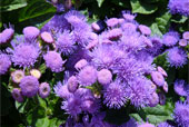 AGERATUM houstonianum 'Blue Danube'