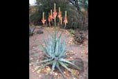 ALOE aborescens