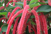 AMARANTHUS caudatus