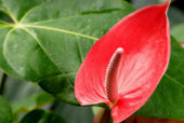 ANTHURIUM andreanum