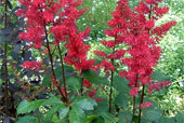 ASTILBE 'Fanal'