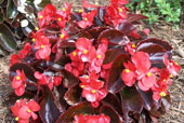 BEGONIA semperflorens